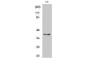 Western Blotting (WB) image for anti-Transmembrane Protein, Adipocyte Asscociated 1 (TPRA1) (Internal Region) antibody (ABIN3175364) (GPR175 Antikörper  (Internal Region))
