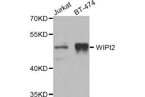 Western blot analysis of extracts of various cell lines, using WIPI2 antibody (ABIN5975599) at 1/1000 dilution. (WIPI2 Antikörper)