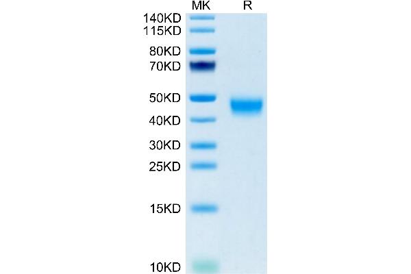 VSIG1 Protein (AA 23-234) (His tag)