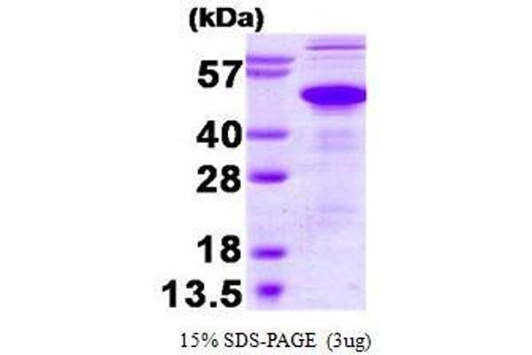 Ataxin 3 Protein (ATXN3) (AA 1-370)