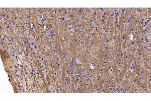 Detection of MOG in Mouse Cerebellum Tissue using Polyclonal Antibody to Myelin Oligodendrocyte Glycoprotein (MOG) (MOG Antikörper  (AA 29-153))
