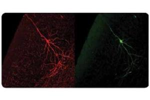 The same murine cortical neuron visualized using our Chicken anti-GFP antibody (left, in red) and visualized using GFP autofluorescence (right, in green). (GFP Antikörper)