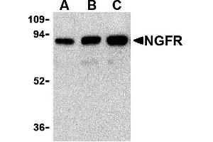 Western Blotting (WB) image for anti-Nerve Growth Factor Receptor (NGFR) antibody (ABIN1031777) (NGFR Antikörper)