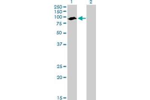 Western Blot analysis of ARNTL expression in transfected 293T cell line by ARNTL MaxPab polyclonal antibody. (ARNTL Antikörper  (AA 1-625))