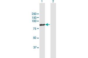 Western Blot analysis of POLH expression in transfected 293T cell line by POLH MaxPab polyclonal antibody. (POLH Antikörper  (AA 1-713))
