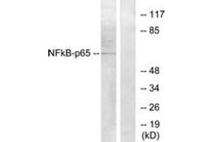 Western Blotting (WB) image for anti-Nuclear Factor-kB p65 (NFkBP65) (AA 221-270) antibody (ABIN2889039) (NF-kB p65 Antikörper  (AA 221-270))