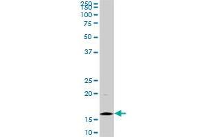 Western Blotting (WB) image for anti-Histone Cluster 1, H3d (HIST1H3D) (AA 1-60) antibody (ABIN563599)