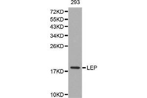 Western Blotting (WB) image for anti-Leptin (LEP) (AA 22-167) antibody (ABIN6216821) (Leptin Antikörper  (AA 22-167))