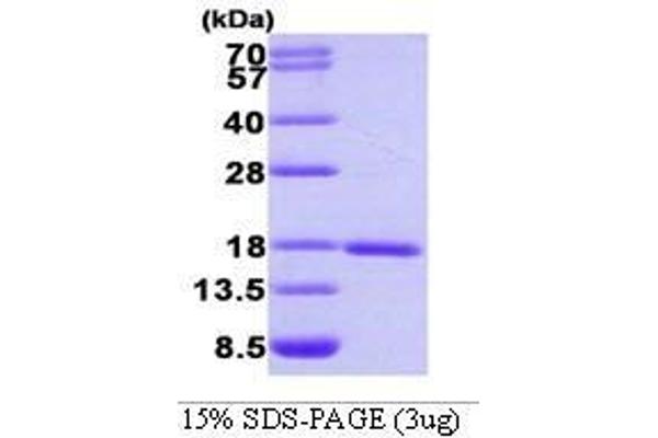 SUMO1 Protein (AA 1-97)