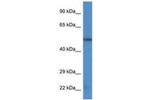 Image no. 1 for anti-Calcium/calmodulin-Dependent Protein Kinase IV (CAMK4) (AA 322-371) antibody (ABIN6747450) (CAMK4 Antikörper  (AA 322-371))