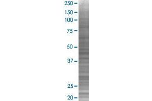 ID4 transfected lysate. (ID4 293T Cell Transient Overexpression Lysate(Denatured))