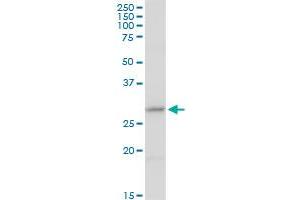 CER1 MaxPab rabbit polyclonal antibody. (CER1 Antikörper  (AA 1-267))