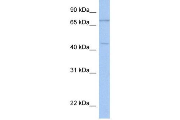 ISLR2 Antikörper  (N-Term)