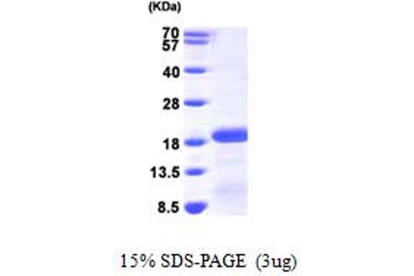 PDRG1 Protein (AA 1-133) (His tag)