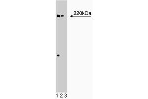 Western blot analysis of eIF-4gamma on EB-1 lysate. (eIF-4gamma (AA 1217-1386) Antikörper)