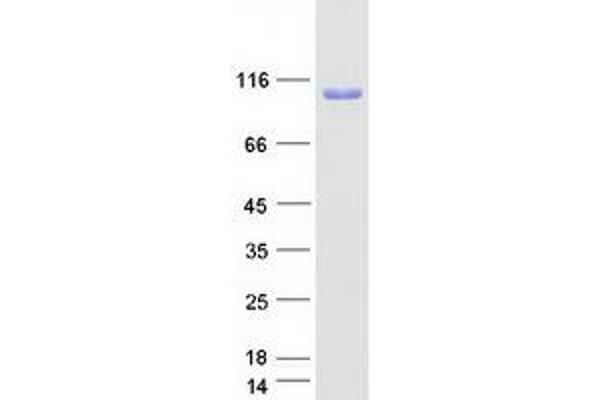 NOL4 Protein (Myc-DYKDDDDK Tag)