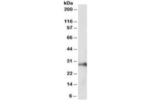 Western blot testing of pig kidney lysate with HOXA5 antibody at 1ug/ml. (HOXA5 Antikörper)