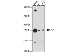 Western blot analysis of extracts of various cell lines, using NPHS2 antibody (ABIN1680543, ABIN7101468, ABIN7101469 and ABIN7101470) at 1:1000 dilution. (Podocin Antikörper)
