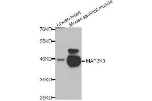 Western blot analysis of extracts of mouse heart and mouse skeletal cell lines, using MAP2K3 antibody. (MAP2K3 Antikörper)