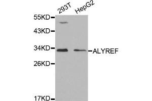 Western Blotting (WB) image for anti-THO Complex 4 (THOC4) antibody (ABIN1877039) (THO Complex 4 Antikörper)