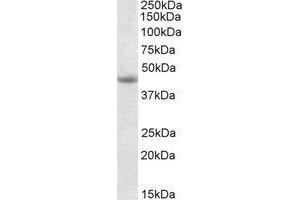 Western Blotting (WB) image for anti-GNAS Complex Locus (GNAS) (Internal Region) antibody (ABIN2464676) (GNAS Antikörper  (Internal Region))