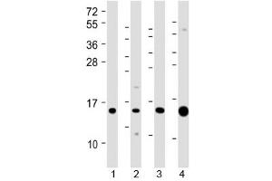 Western blot testing of 1) human kidney, 2) human Caki-1 (kidney-derived), 3) mouse Renca (kidney-derived) and 4) mouse kidney lysate with ATP6V1G3 antibody at 1:2000. (ATP6V1G3i Antikörper  (AA 15-49))