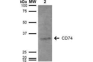 Western Blot analysis of Human Lymphoblastoid cell line (Raji) showing detection of 33-35 kDa CD74 protein using Mouse Anti-CD74 Monoclonal Antibody, Clone 3D7 . (CD74 Antikörper  (Atto 390))