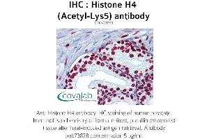 Image no. 1 for anti-Histone H4 (acLys5) antibody (ABIN1735471) (Histone H4 Antikörper  (acLys5))