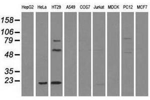 Image no. 1 for anti-CD4 (CD4) antibody (ABIN1497294) (CD4 Antikörper)