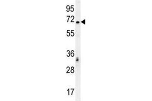 TCF4 antibody western blot analysis in K562 lysate. (TCF4 Antikörper  (AA 48-73))