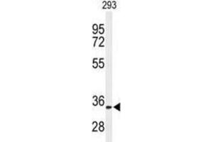 Western Blotting (WB) image for anti-Prohibitin 2 (PHB2) antibody (ABIN3003100) (Prohibitin 2 Antikörper)