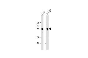 All lanes : Anti-TP53 Antibody (N-term) at 1:2000 dilution Lane 1: 293 whole cell lysate Lane 2: HT-29 whole cell lysate Lysates/proteins at 20 μg per lane. (p53 Antikörper  (N-Term))