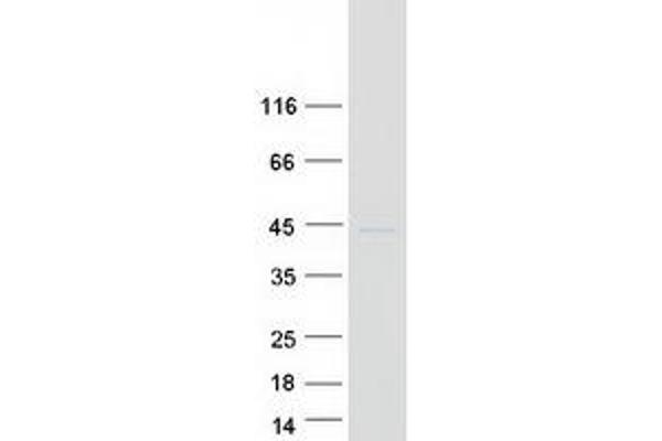 APOL1 Protein (Transcript Variant 1) (Myc-DYKDDDDK Tag)