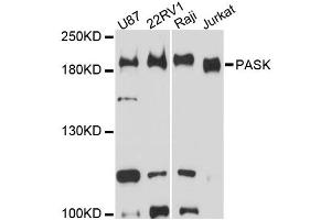 Western blot analysis of extracts of various cell lines, using PASK antibody. (PASK Antikörper)