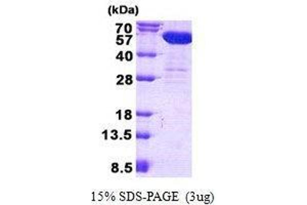 CNDP2 Protein