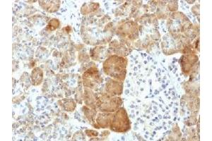 IHC testing of FFPE human pancreas with VLDL Receptor antibody (clone VLDLR/1337). (VLDLR Antikörper  (C-Term))