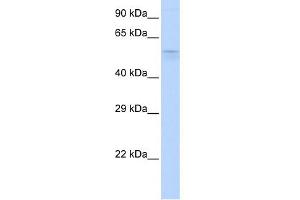 WB Suggested Anti-TRIM39 Antibody Titration:  0. (TRIM39 Antikörper  (Middle Region))