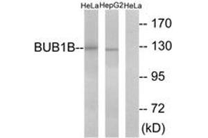 Western Blotting (WB) image for anti-Budding Uninhibited By Benzimidazoles 1 Homolog beta (Yeast) (BUB1B) (AA 341-390) antibody (ABIN2889335) (BUB1B Antikörper  (AA 341-390))