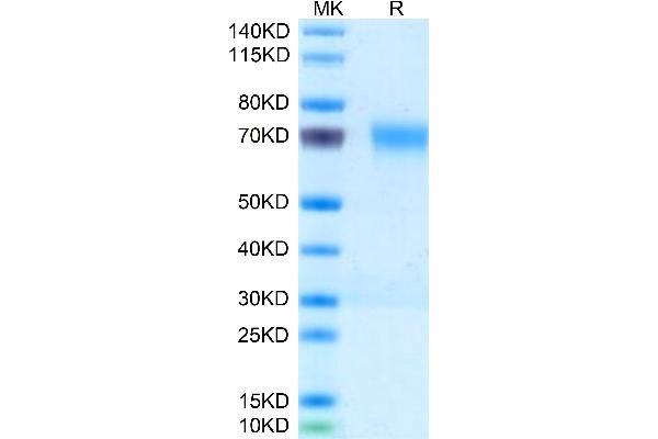 PILRA Protein (AA 32-197) (Fc Tag)