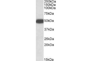 ABIN5539463 (0. (Serotonin Receptor 3B Antikörper  (Internal Region))