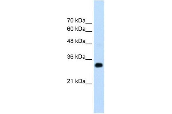 RNF121 Antikörper  (N-Term)