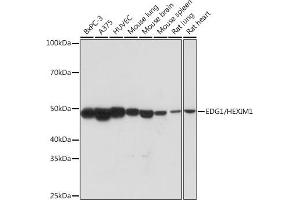 Western blot analysis of extracts of various cell lines, using EDG1/HEXIM1 Rabbit mAb (ABIN1682759, ABIN3018391, ABIN3018392 and ABIN7101606) at 1:1000 dilution. (S1PR1 Antikörper)