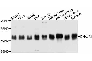 Western blot analysis of extracts of various cell lines, using DNAJA1 antibody (ABIN4903491) at 1:3000 dilution. (DNAJA1 Antikörper)