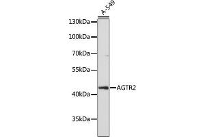 Western blot analysis of extracts of A-549 cells, using  antibody (ABIN7265597) at 1:1000 dilution. (Angiotensin II Type 2 Receptor Antikörper  (AA 250-350))