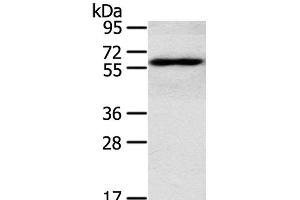 Western Blot analysis of TM4 cell using RORA Polyclonal Antibody at dilution of 1:400 (RORA Antikörper)