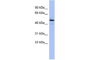 WB Suggested Anti-PCOLCE Antibody Titration: 0. (PCOLCE Antikörper  (Middle Region))