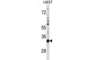 Western Blotting (WB) image for anti-Sorting Nexin 15 (SNX15) antibody (ABIN2998937) (SNX15 Antikörper)