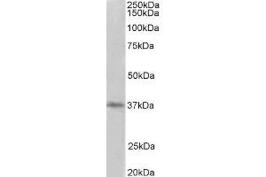 ABIN2564722 (2µg/ml) staining of HeLa lysate (35µg protein in RIPA buffer). (PRMT2 Antikörper  (Internal Region))