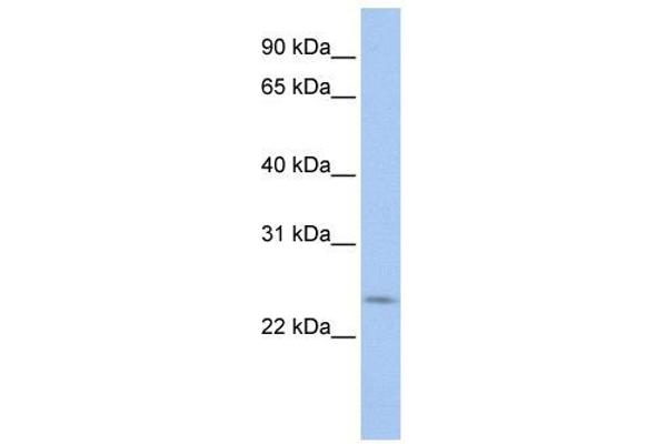 PRELID2 Antikörper  (C-Term)