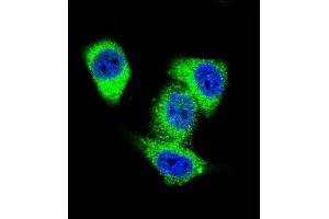 Confocal immunofluorescent analysis of TOP2A Antibody (C-term) (ABIN653195 and ABIN2842744) with Hela cell followed by Alexa Fluor 488-conjugated goat anti-rabbit lgG (green). (Topoisomerase II alpha Antikörper  (C-Term))